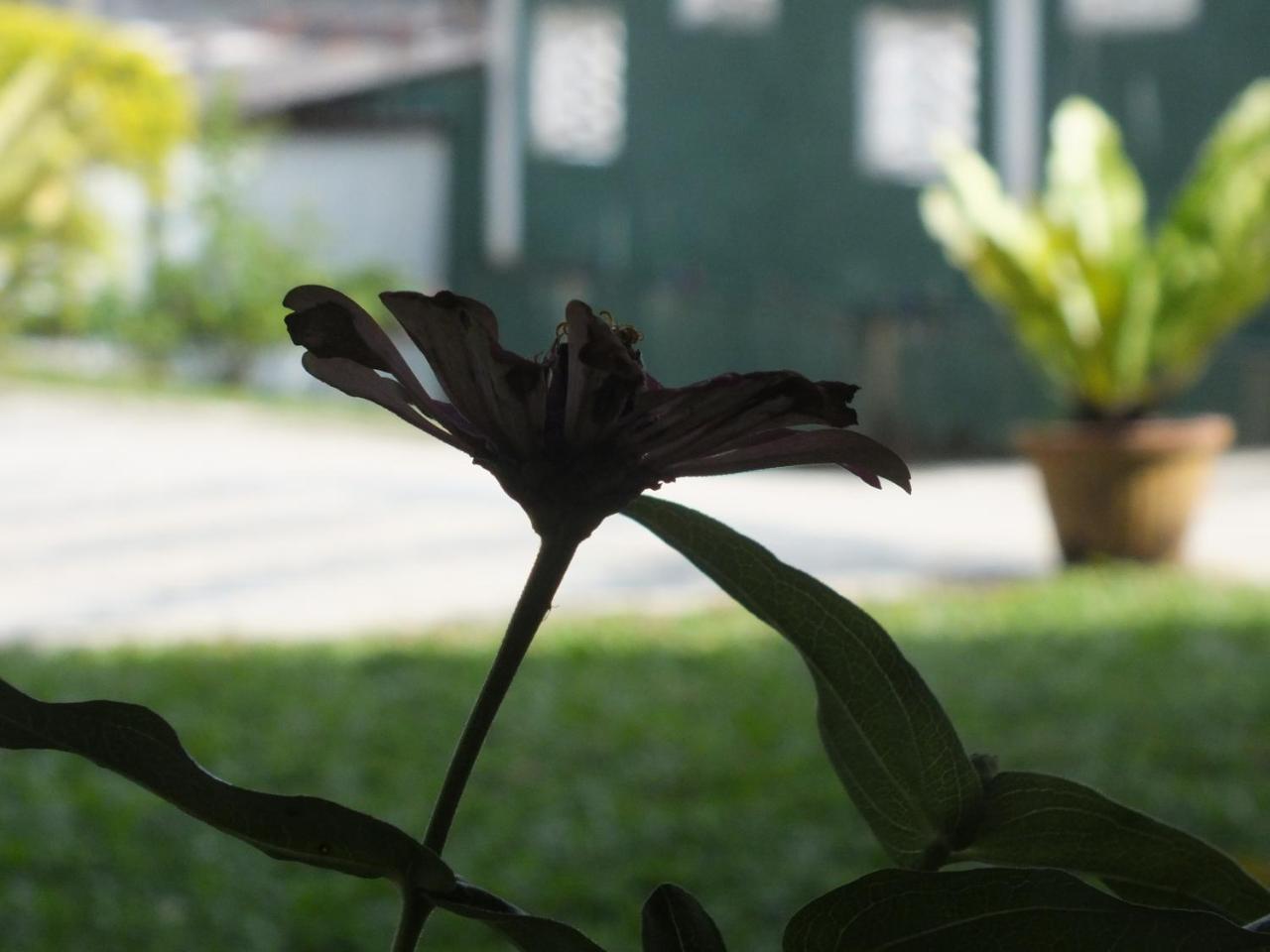 Hillsview Rest & Guest House Matale Εξωτερικό φωτογραφία
